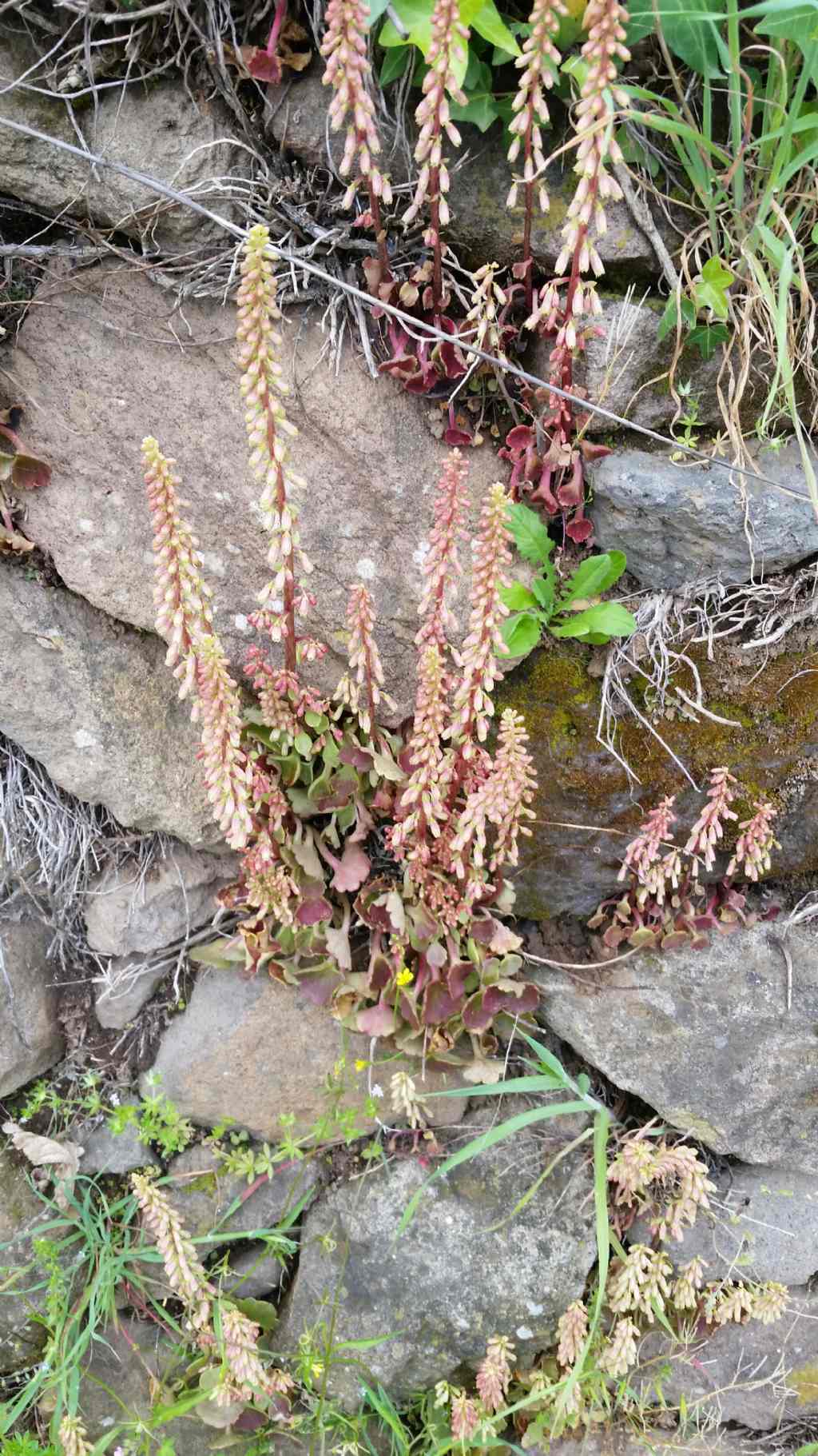 Ombelico di Venere?  S Umbilicus rupestris (Crassulaceae)